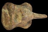 Edmontosaurus (Duck-Billed Dinosaur) Caudal Vertebra #96961-1